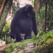 Gorilla Going Batshit Having A Breakdown Jumping Off A Tree Visdeapus GIF