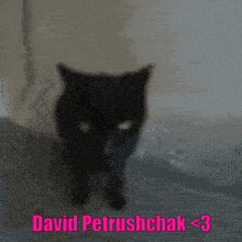 David Petrushchak Catpillow GIF - David Petrushchak Catpillow Fupgun GIFs