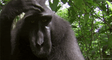 a close up of a monkey 's face with the words headlikeanorange in the corner