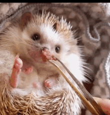 Hedgehog еж GIF