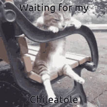 Cat Waiting GIF - Cat Waiting Chileatole GIFs