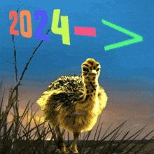 Funny Animals 2024 GIF - Funny Animals 2024 2024 Greetings GIFs