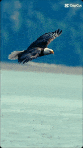 a bald eagle is flying over a body of water with a capcut watermark