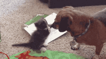 You'Ve Got Something On Your Nose GIF - Kitten Cat Dog GIFs