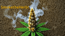 a picture of a marijuana plant with smoke coming out of it and the words smoke the herb