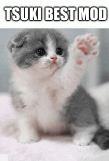 a gray and white kitten is sitting on a pink blanket with the words tsuki best mod written above it