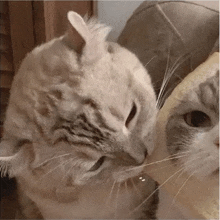 two cats are sniffing each other 's noses while sitting on a couch .