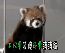 装傻，萌萌哒，可爱，小熊猫 GIF - Play Dumb Play The Fool Panda GIFs