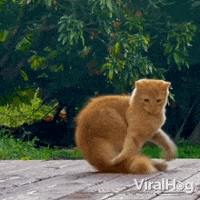 Chasing My Tail Cat GIF - Chasing My Tail Cat Viralhog GIFs