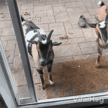 Knocking On The Door Viralhog GIF - Knocking On The Door Viralhog Goat Knocking GIFs