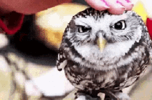 Petting Owl GIF - Petting Owl Funny Pets GIFs