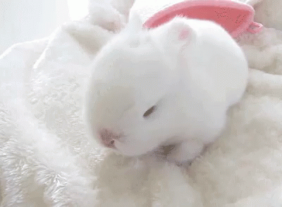 adorable fluffy bunnies