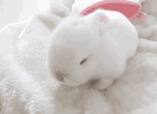 Bunny Cute GIF - Bunny Cute Fluffy GIFs