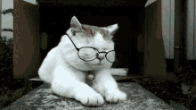 Gato Con Gafas GIF - Cat Cats Chilling GIFs
