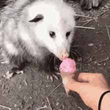 Possum Ice Cream GIF - Possum Ice Cream Lick GIFs