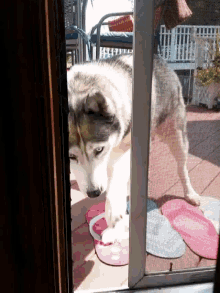 Mya Opens The Door Open Door GIF - Mya Opens The Door Open Door Dog GIFs