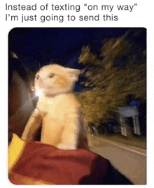 Cat GIF