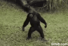 GIF