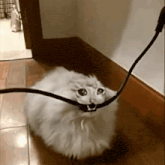 a fluffy white cat with a leash around its neck is sitting on the floor