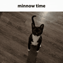 a black and white cat is sitting on a wooden floor with the words minnow time above it