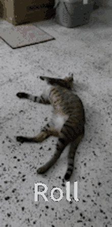 Cat Catroll GIF - Cat Catroll Funny Cat GIFs