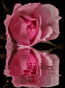 Pink Rose Water Pinks GIF - Pink Rose Water Pinks Pinky Flower GIFs
