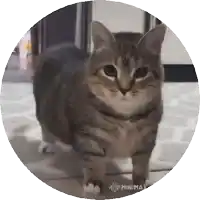 a cat is standing in a circle with the word minimax on the bottom