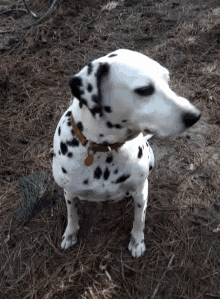 Dalmatian Dog GIF - Dalmatian Dog Cute GIFs