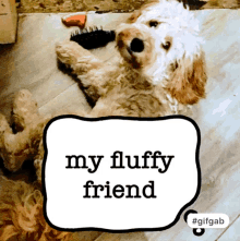 Alfie Boy GIF - Alfie Boy My Fluffy Friend GIFs