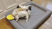 Puppies Playing Pebs GIF - Puppies Playing Pebs Gus GIFs