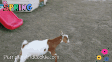 Spring Animals GIF - Spring Animals Excited GIFs