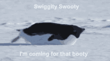 booty coming penguin