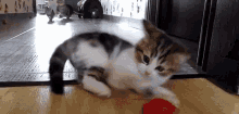 Kitten Run GIF - Kitten Run Hop GIFs