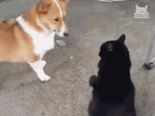 Scratching Cat Dont Talk To Me GIF - Scratching Cat Dont Talk To Me Get Away GIFs