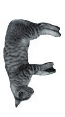 Cat F Cat GIF - Cat F Cat Laying GIFs