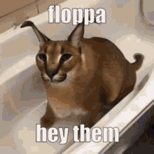 Roblox raise a floppa Memes & GIFs - Imgflip