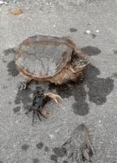 Treyreloaded Turtle GIF - Treyreloaded Turtle GIFs