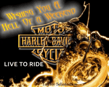 Motorcycle Harley Davidson GIF