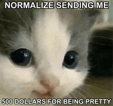 a cat with a caption that says normalize sending me 500 dollars for being pretty ..