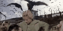 The Birds Attack GIF - The Birds Attack Crows GIFs