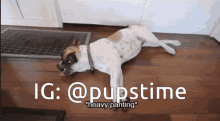 a dog laying on a wooden floor with a caption that says ig @pupstime