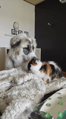 a dog and a cat are looking at each other on a blanket with a bag of wipes in the background