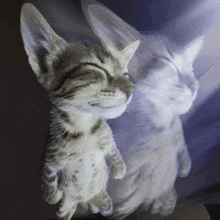 a kitten with its eyes closed looks at its reflection in a mirror