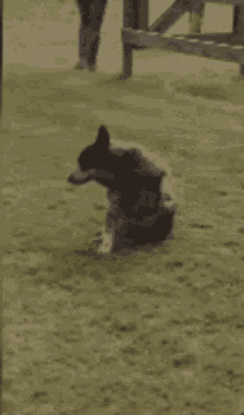 Dog Butt GIF - Dog Butt GIFs