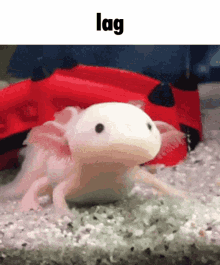 Lag Axolotl GIF - Lag Axolotl Food GIFs