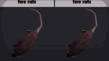 Two Rats GIF