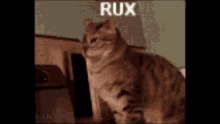 Rux Cat GIF - Rux Cat Surprised GIFs