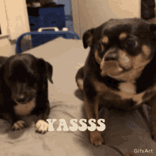 Yes Rowdy GIF - Yes Rowdy Dogs GIFs