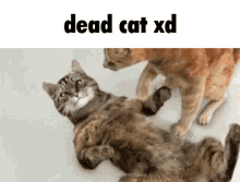 dead chat xd dead cat xd