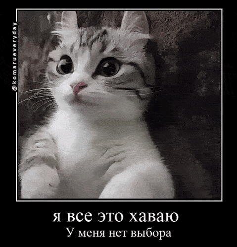 %D0%BA%D0%BE%D0%BC%D0%B0%D1%80%D1%83-%D1%83-%D0%BC%D0%B5%D0%BD%D1%8F-%D0%BD%D0%B5%D1%82-%D0%B2%D1%8B%D0%B1%D0%BE%D1%80%D0%B0.png